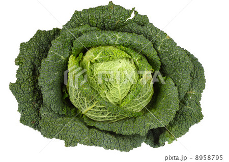 Savoy Cabbage 8958795