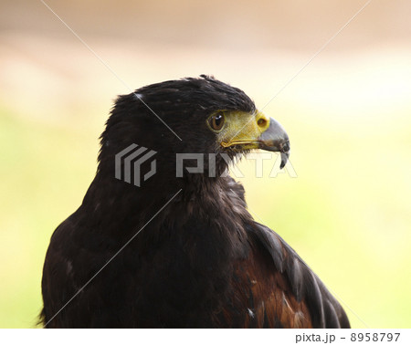 hawk background 8958797