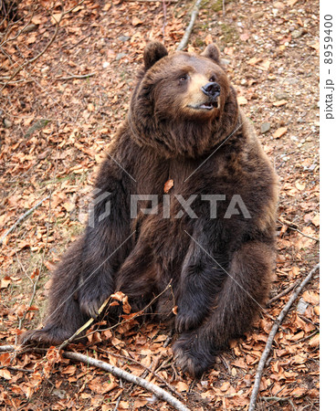 italian brown bear 8959400