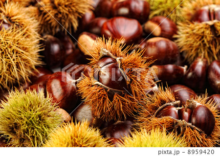 chestnut background 8959420