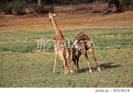giraffe 8959628