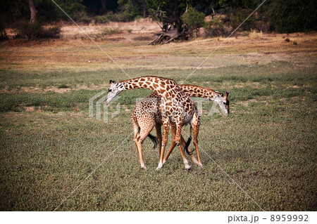 giraffe fighting 8959992