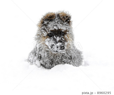 german shepherd in the snow german shepherd in the snow 8960295