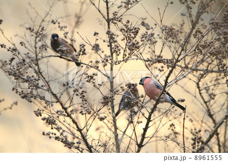 生き物　鳥類　冬の日とアカウソ 8961555