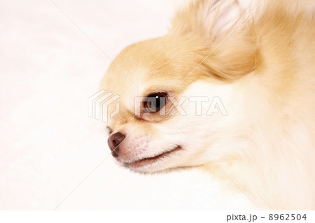 チワワ チワワ 8962504