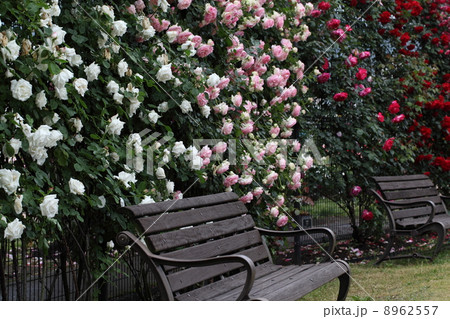 ベンチとバラ 8962557