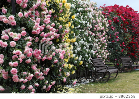 薔薇色とりどり 8962558