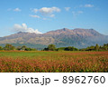 秋の阿蘇五岳中岳高岳 8962760
