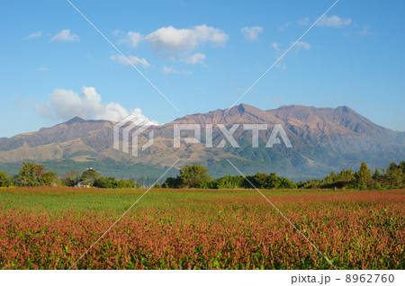 秋の阿蘇五岳中岳高岳 8962760