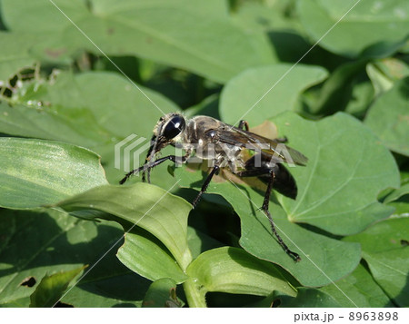 クロアナバチ 8963898