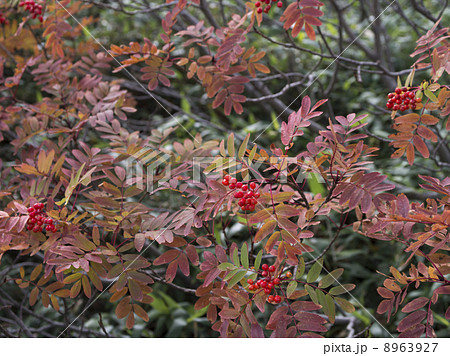 秋のはじまり 8963927