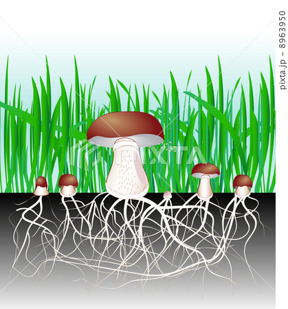 mushrooms and vegetation. Reproduction fungus Mycelium and spore 8963950