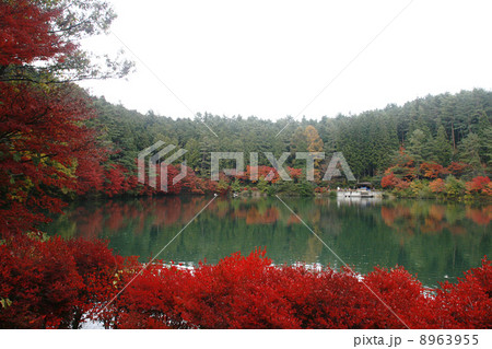 櫛形山の伊奈ヶ湖と紅葉 8963955