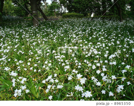 シャガが咲く春の皇居東御苑（二の丸庭園付近） 8965350