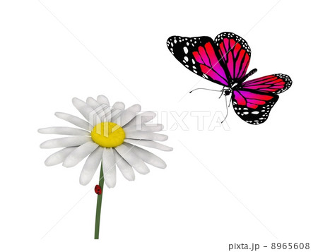 butterfly and daisy on white background 8965608
