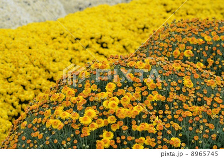 綺麗に咲いたざる菊 8965745