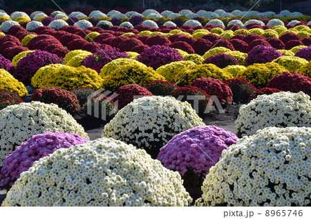色とりどりのざる菊 色とりどりのざる菊 8965746