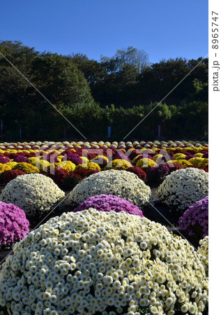 ざる菊畑 ざる菊畑 8965747