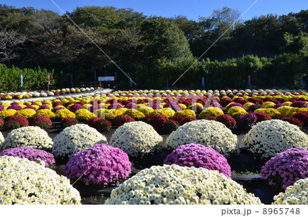 ざる菊畑 ざる菊畑 8965748