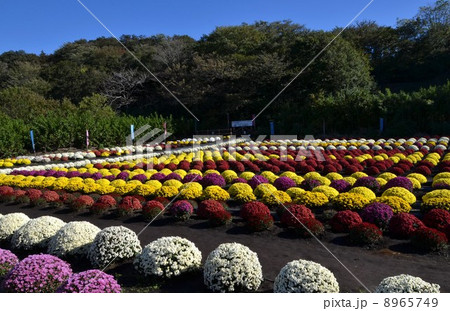 ざる菊畑 ざる菊畑 8965749