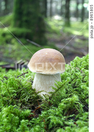 ヤマドリタケ 8965805