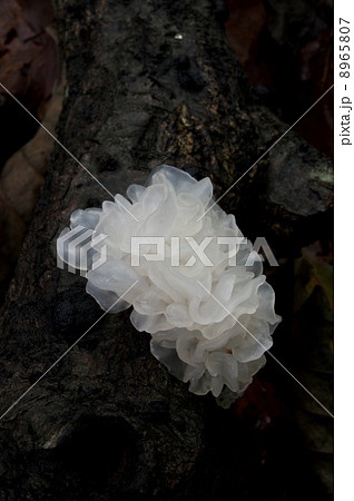 シロキクラゲ シロキクラゲ 8965807