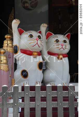 今戸神社の招き猫 8966044