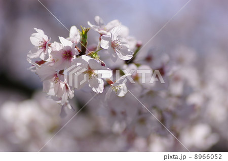 染井吉野 染井吉野 8966052