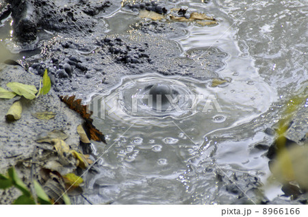 北海道釧路市　阿寒湖　ボッケ 8966166