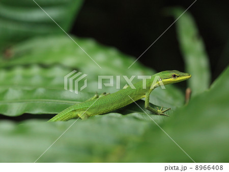 爬虫類 シダの葉上で休むサキシマカナヘビの写真素材 [8966408] - PIXTA