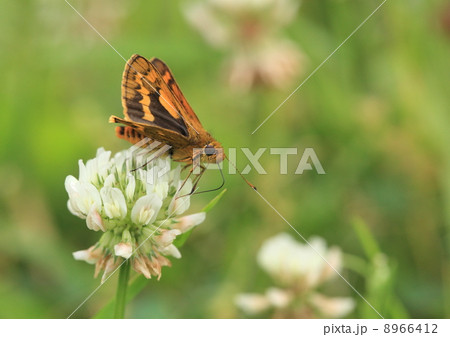 生き物　昆虫　キマダラセセリとシロツメクサ 8966412
