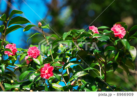 ツバキ 8966909