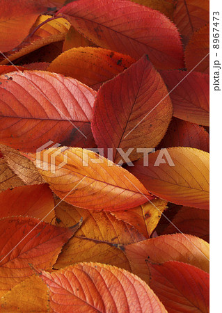 紅葉/桜 紅葉/桜 8967473