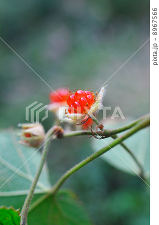 冬のフユイチゴ 8967566