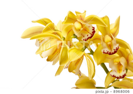 orchid on the white background 8968006