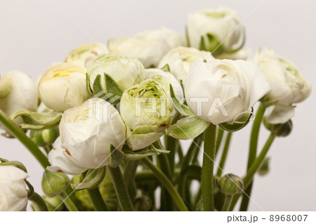 white Ranunculus 8968007