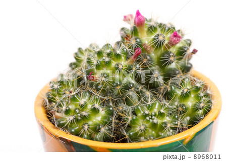 cactus flowers 8968011
