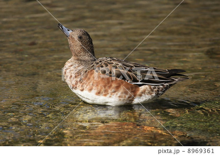 一寸気取って 一寸気取って 8969361