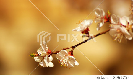 flower tree 8969755