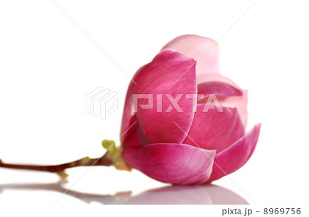 magnolia flower 8969756