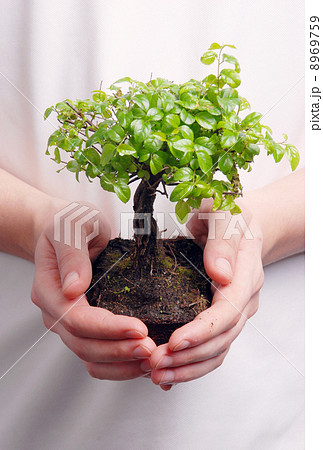 Hands holding a Bonsai tree 8969759