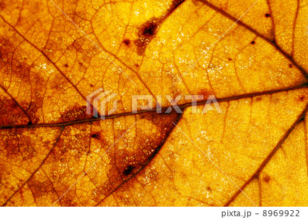 Autumn leaf background 8969922