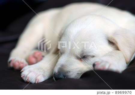 Sleeping Labrador puppy 8969970