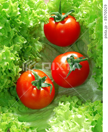 Fresh salad with tomatoes Fresh salad with tomatoes 8970029