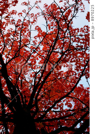 楓（ふう）の木 8970225