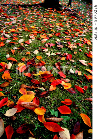 落葉 8970226