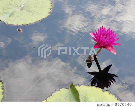 蓮の花 蓮の花 8970540