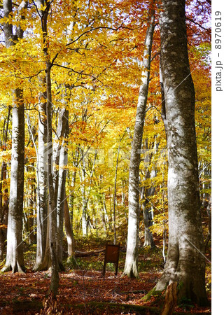 ミニ白神の遊歩道 8970619