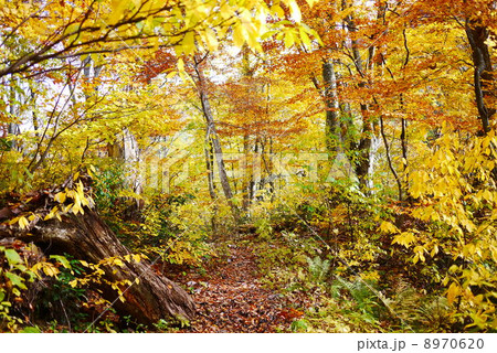 ミニ白神の遊歩道 8970620