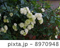 咲き誇るグリーンアイス 8970948